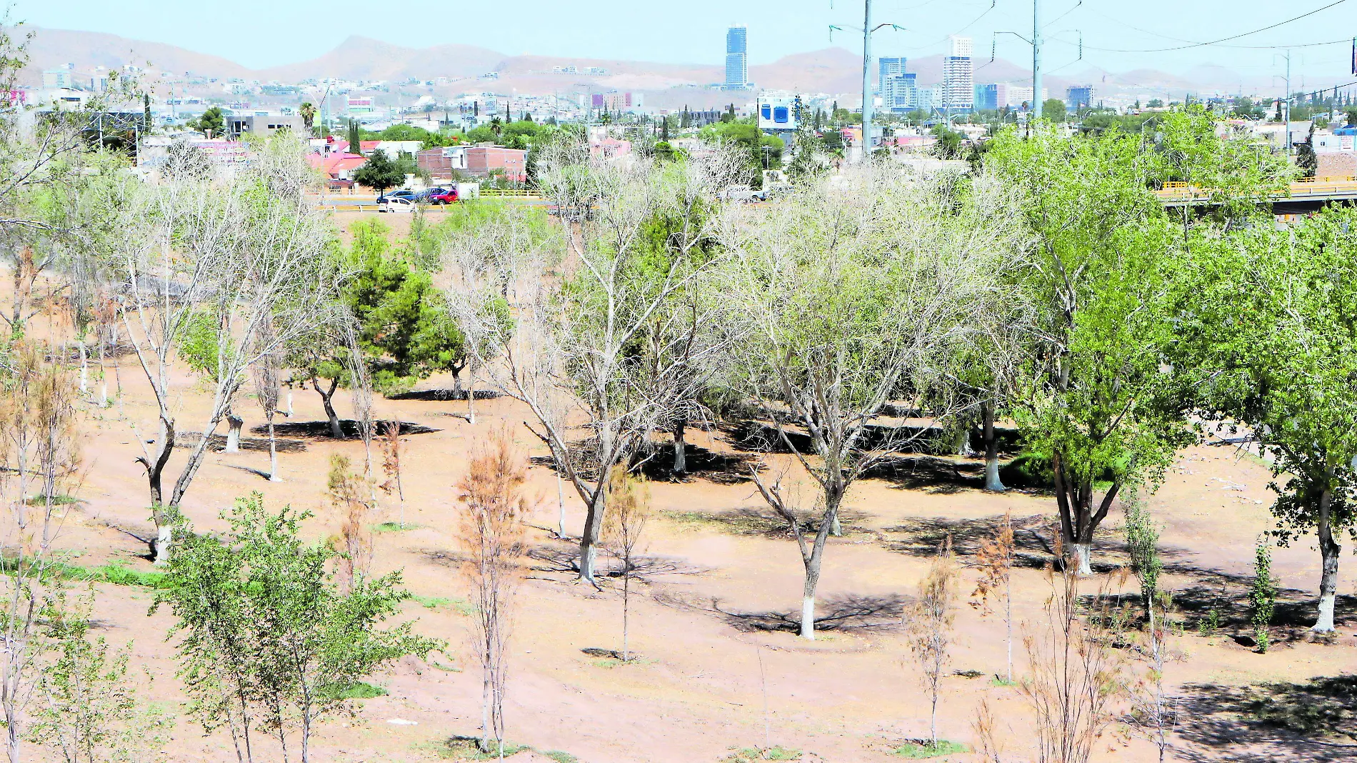 Arboles Secos Sobre av Cantera  (16)_CMYK